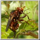 Sicus ferrugineus - Gemeine Breitstirnblasenkopffliege 02.jpg
